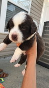 Titan