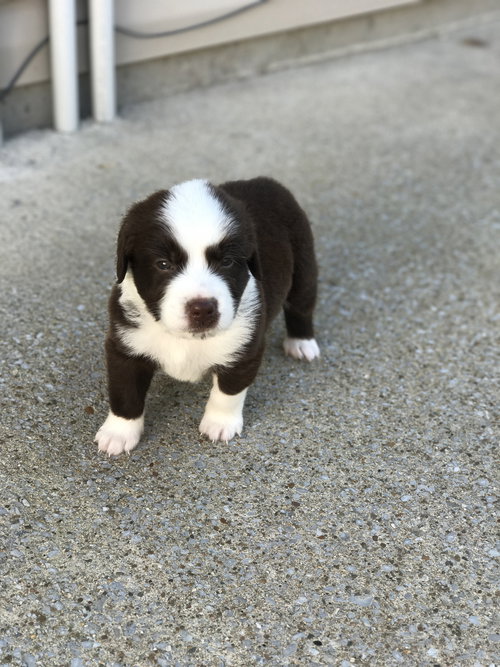Titan