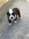 Titan