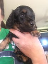 Toby