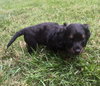 Toby