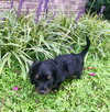 Toby