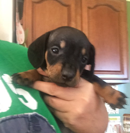 Milo