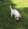 Hazel