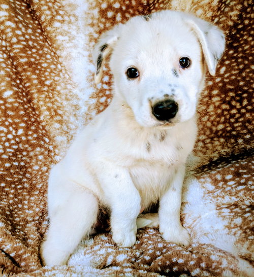 Louie