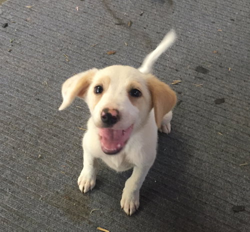 Charlie