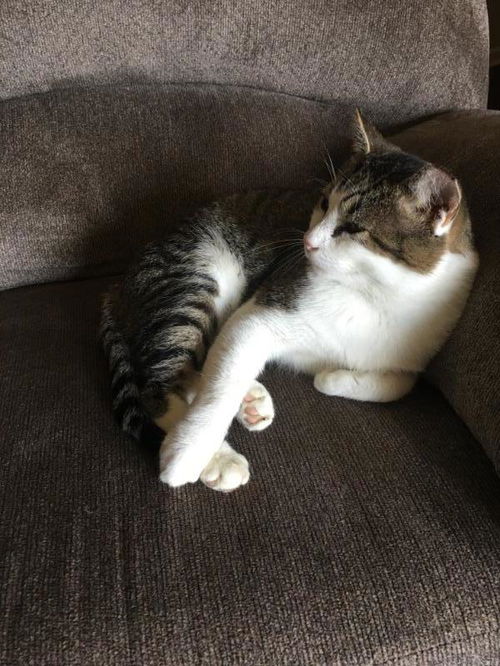 Felix