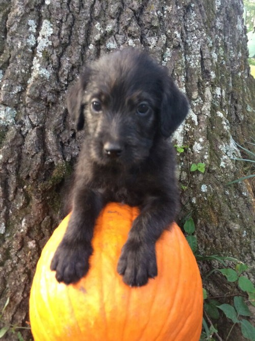 Flynn