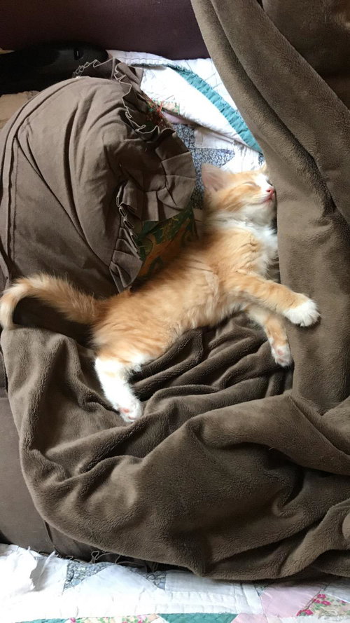 Louie