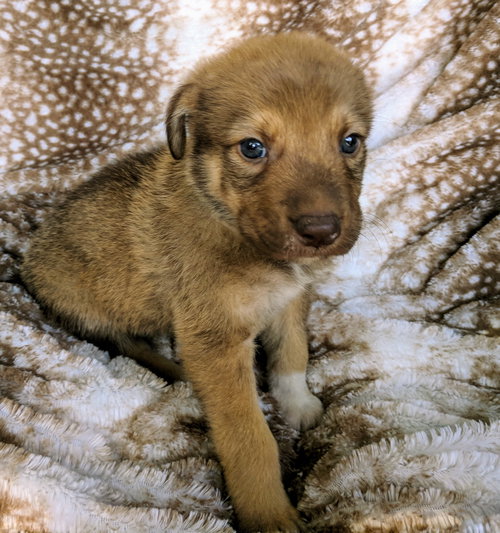 Louie