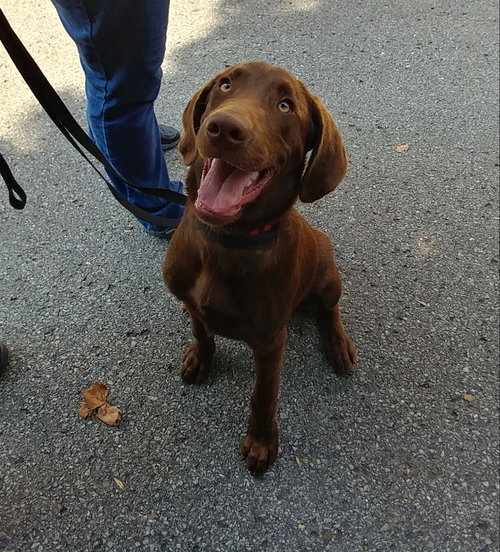 Buddy