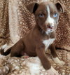 Evie