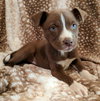 Evie