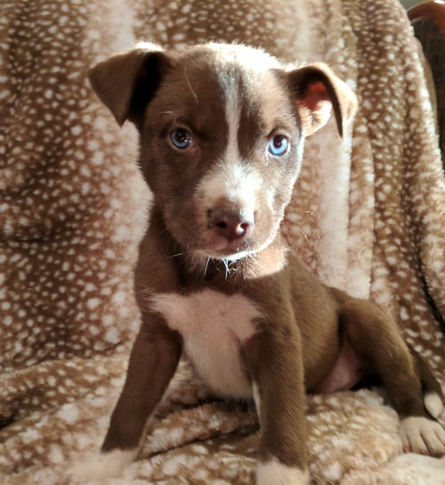 Evie
