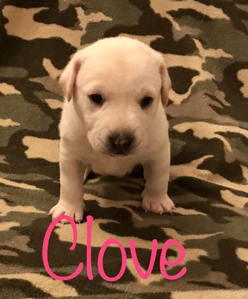 Charlie