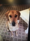Rosie