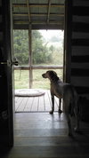 Rosie