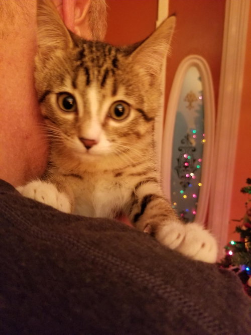 Max