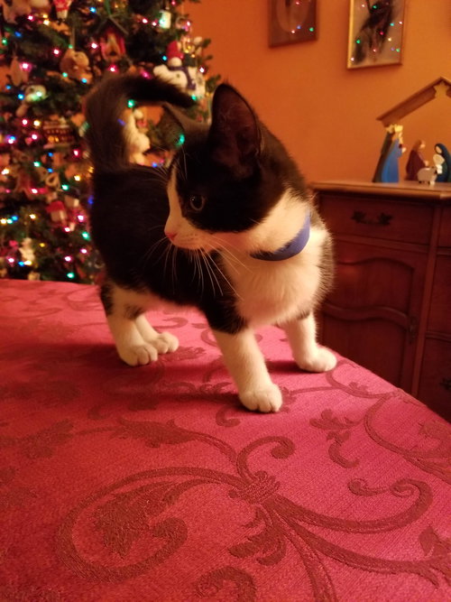 Morris