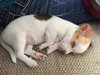 Penelope