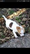 Penelope