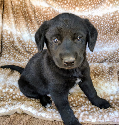 Bagheera