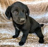Bagheera