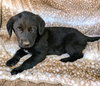 Bagheera