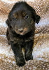 Willow