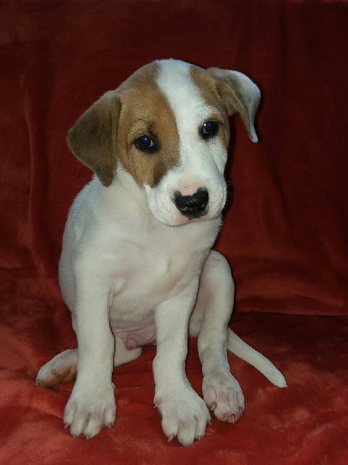 Murphy