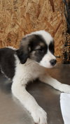Roxie