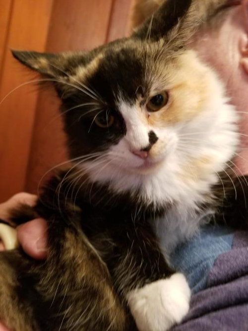 Calypso