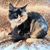 Calypso
