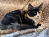 Calypso