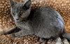 Little Grey
