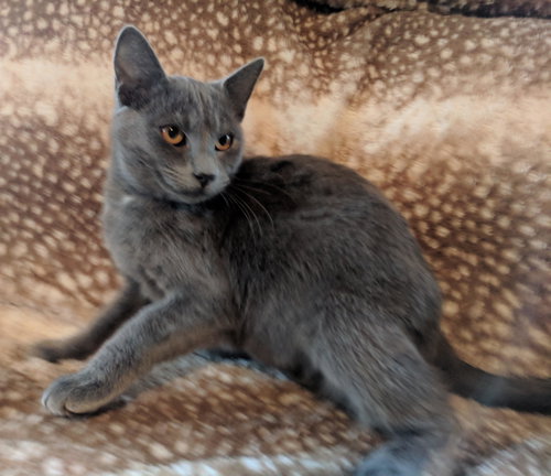 Little Grey