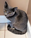 Little Grey