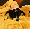 Rosie