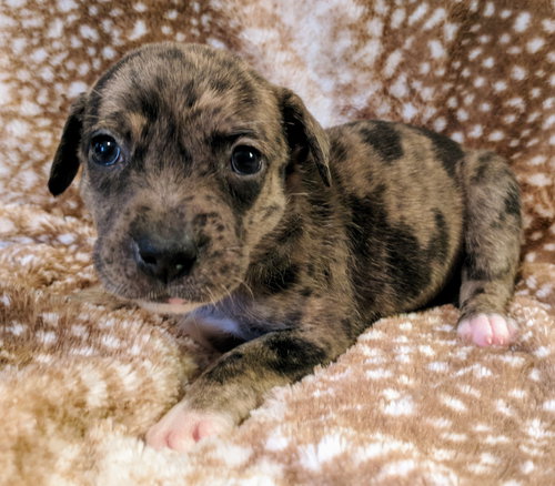 Pepper