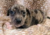 Pepper