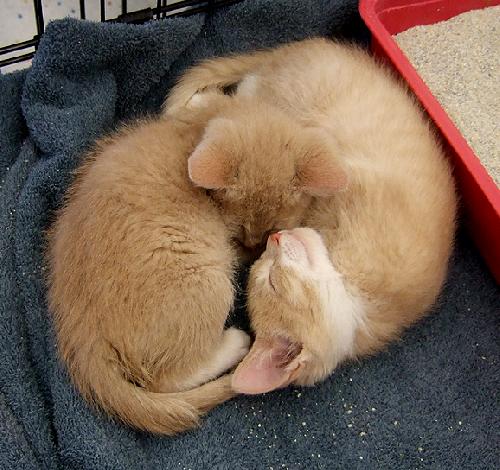Twin Kitties