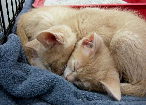 Twin Kitties2