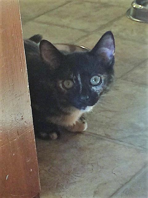 Callie