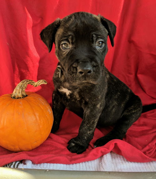 Odin