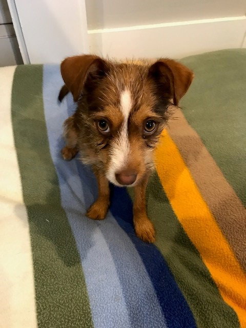 Pip