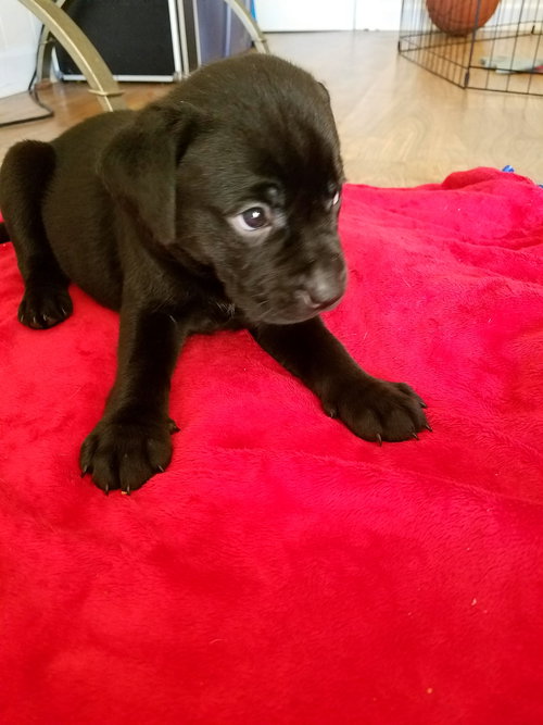 Bailey
