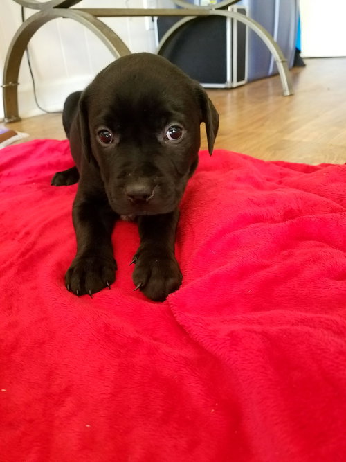 Otis