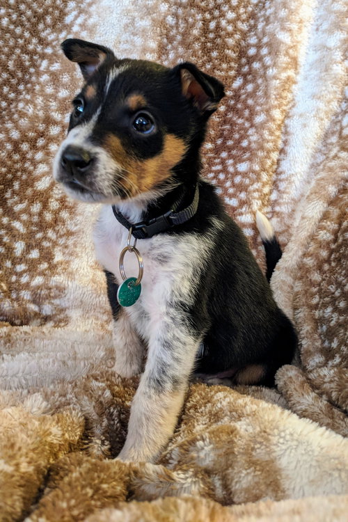 Cooper