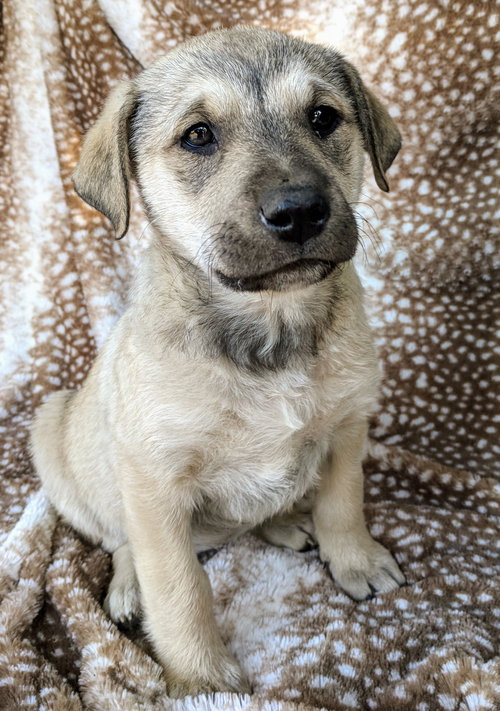 Dora Mae