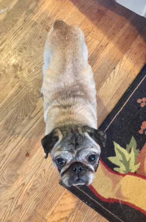 Paul the Pug